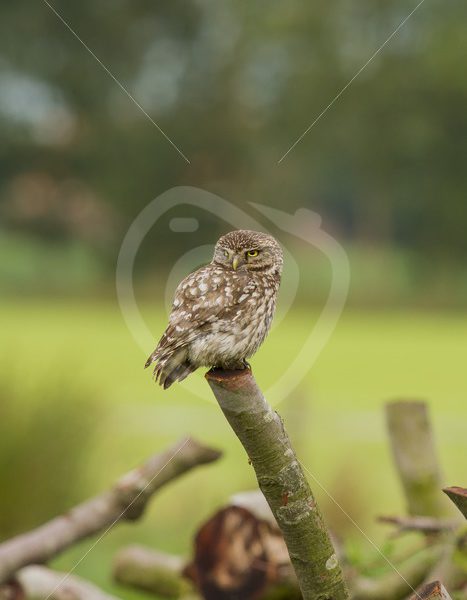 Little owl looking around an a log - Nature Stock Photo Agency