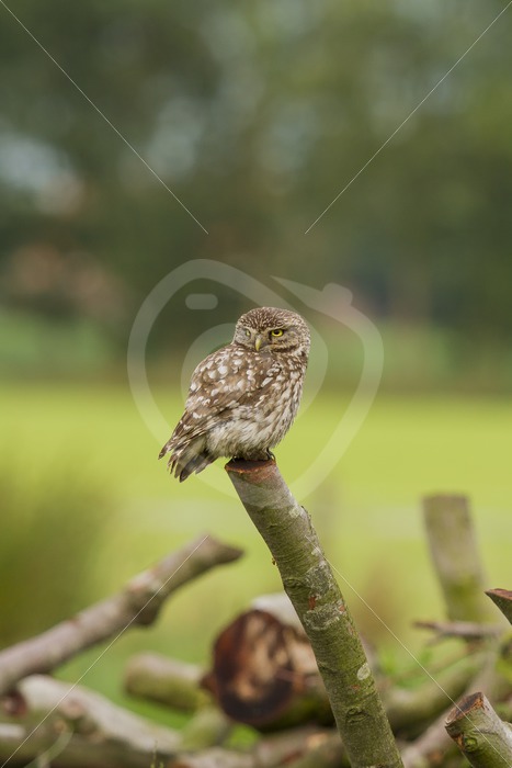 Little owl looking around an a log - Nature Stock Photo Agency