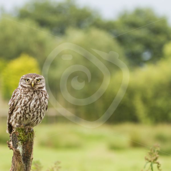 Little owl on a pole in meadow - Nature Stock Photo Agency