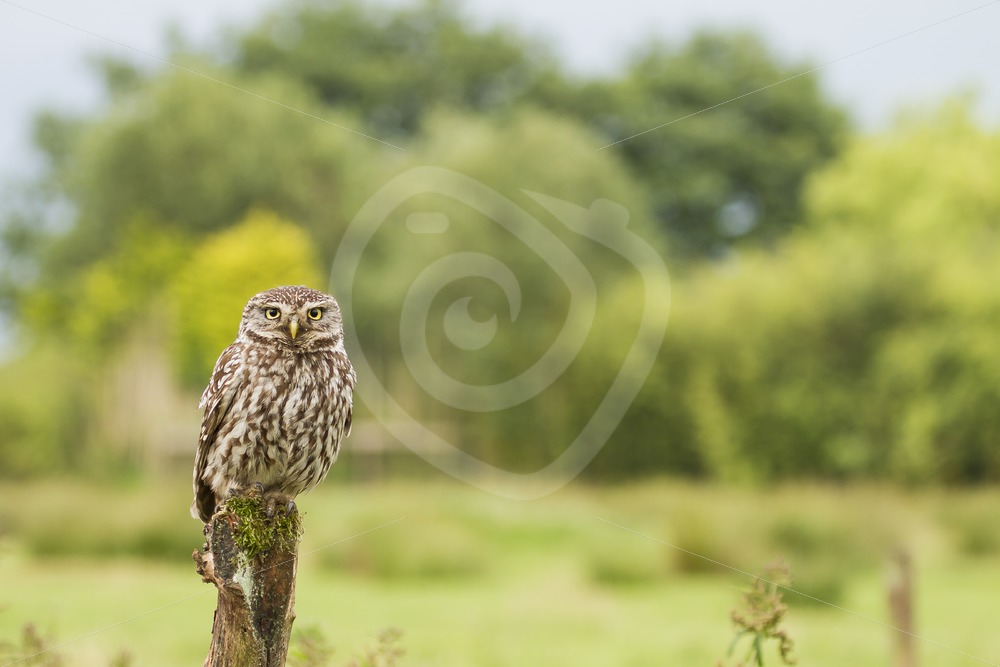 Little owl on a pole in meadow - Nature Stock Photo Agency
