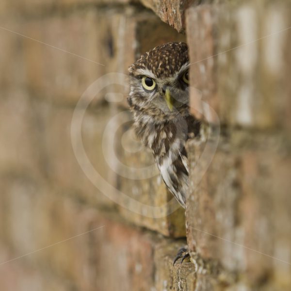 Little owl peeking from behind a wall - Nature Stock Photo Agency