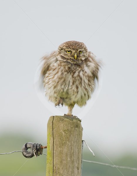 Little owl shaking on a pole - Nature Stock Photo Agency