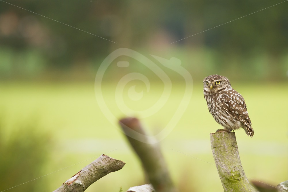 Little owl sitting on a log - Nature Stock Photo Agency
