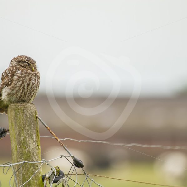 Little owl sleeping on a pole in the fields - Nature Stock Photo Agency