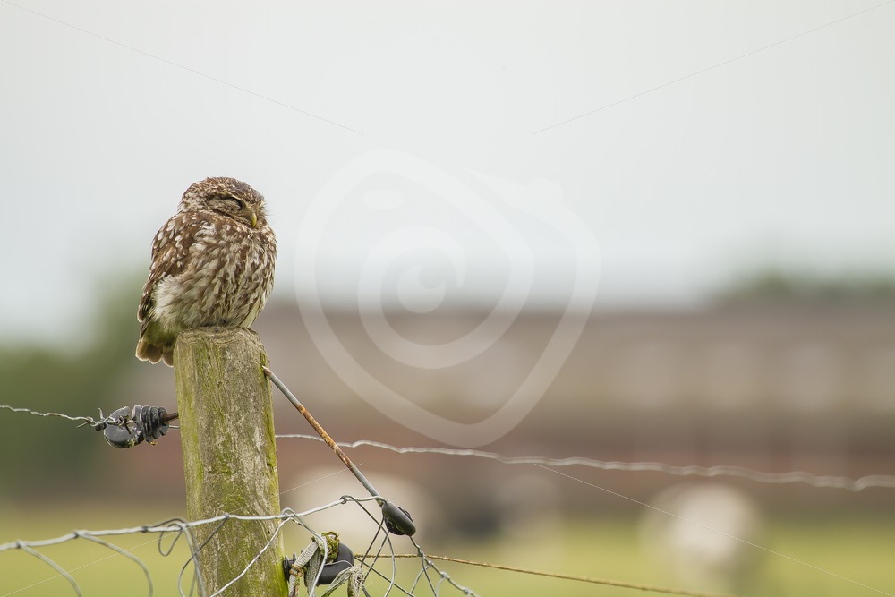 Little owl sleeping on a pole in the fields - Nature Stock Photo Agency