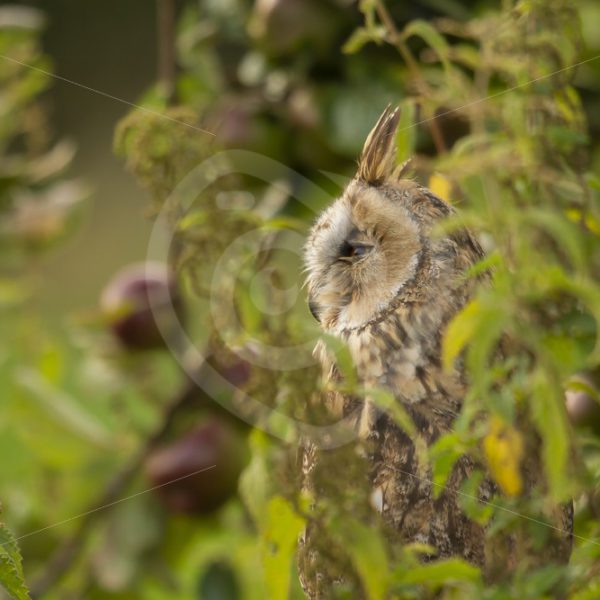 Long-eared owl between the bushes - Nature Stock Photo Agency