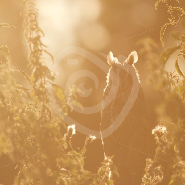 Long-eared owl between the trees in sunset light - Nature Stock Photo Agency
