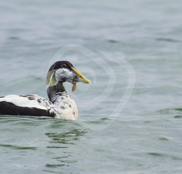 Male eider duck floating on the water - Nature Stock Photo Agency