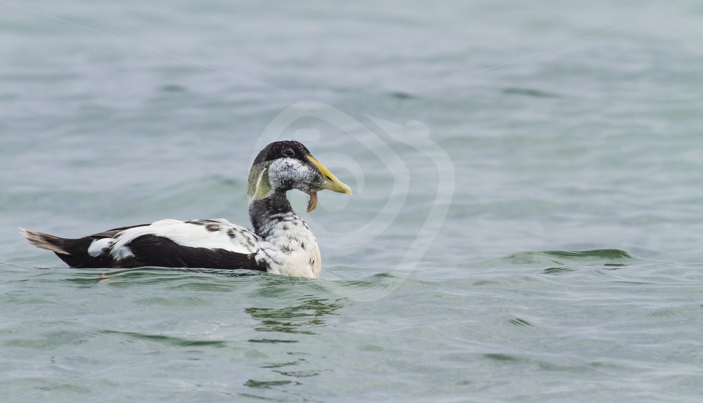 Male eider duck floating on the water - Nature Stock Photo Agency