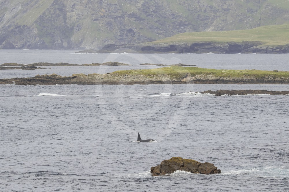 Male orca passing in its environment - Nature Stock Photo Agency