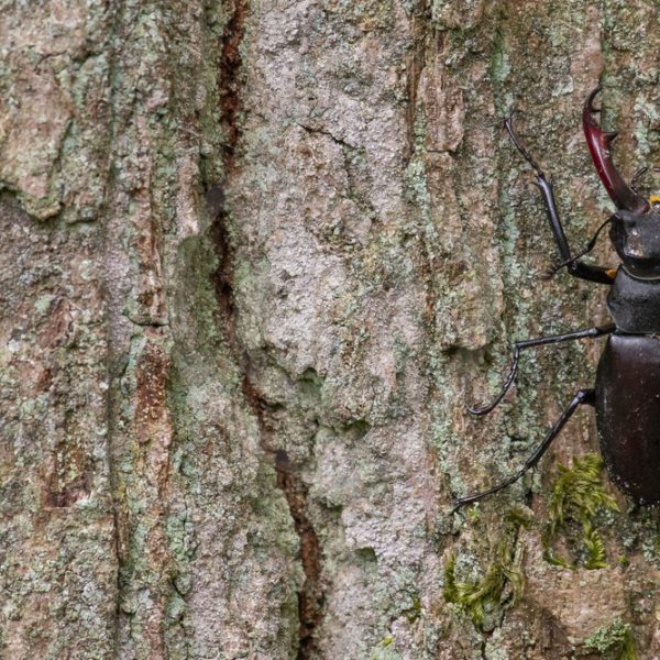 Male stag beetle climbing on bark - Nature Stock Photo Agency