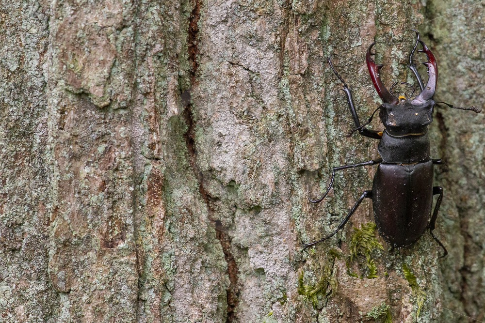Male stag beetle climbing on bark - Nature Stock Photo Agency