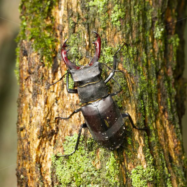 Male stag beetle on a tree - Nature Stock Photo Agency
