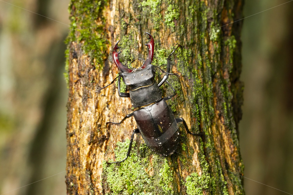 Male stag beetle on a tree - Nature Stock Photo Agency