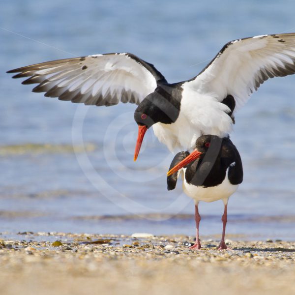Mating oystercatchers on the beach - Nature Stock Photo Agency