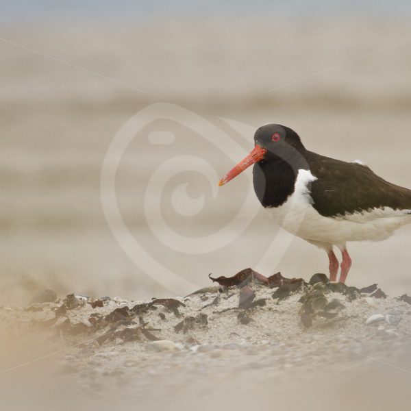 Oyster catcher on the beach - Nature Stock Photo Agency