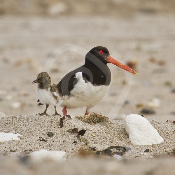 Oyster catcher with chick on beach - Nature Stock Photo Agency
