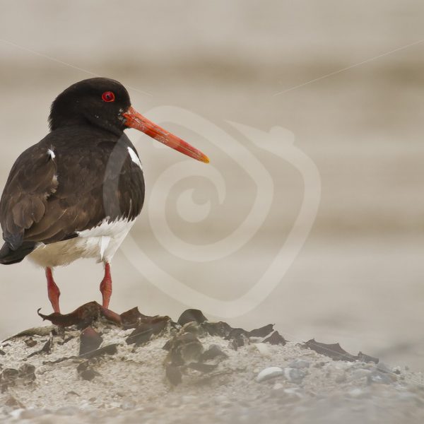 Oystercatcher overlooking the beach - Nature Stock Photo Agency