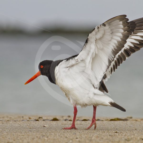 Oystercatcher spreading wings - Nature Stock Photo Agency