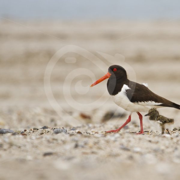 Oystercatcher walking with chick - Nature Stock Photo Agency