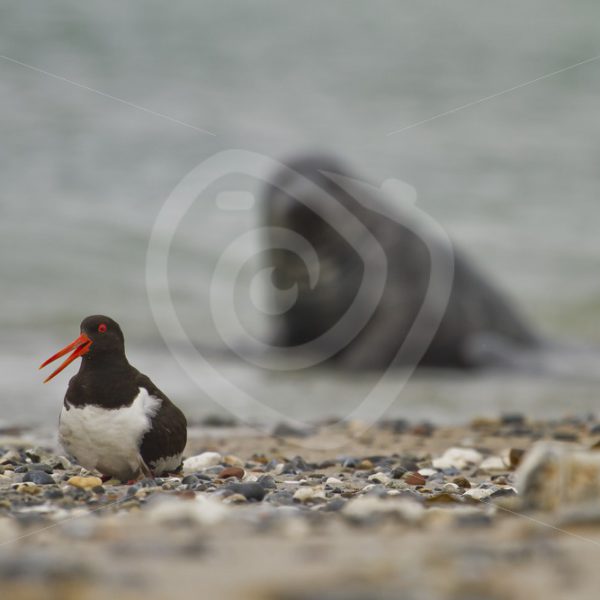 Oystercatcher with grey seal in the back - Nature Stock Photo Agency