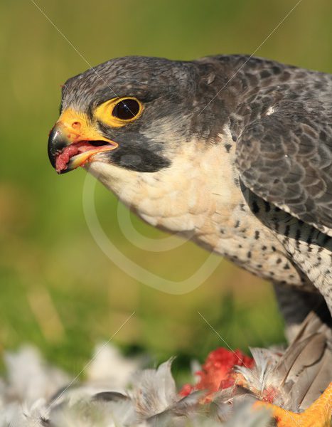 Peregrine falcon closeup eating a prey - Nature Stock Photo Agency