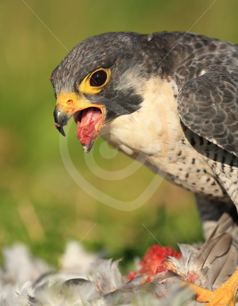 Peregrine falcon eating from its prey - Nature Stock Photo Agency