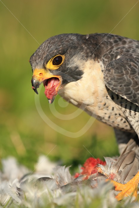 Peregrine falcon eating from its prey - Nature Stock Photo Agency