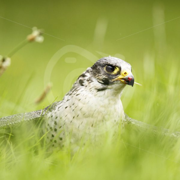 Peregrine falcon protecting its prey - Nature Stock Photo Agency
