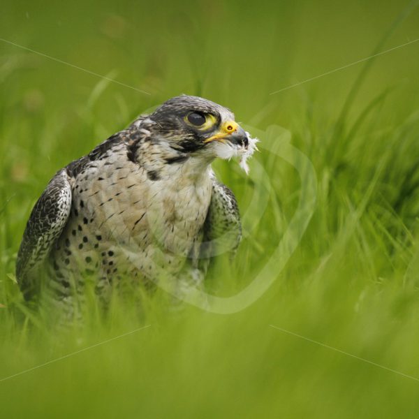 Peregrine falcon with feathers from prey - Nature Stock Photo Agency
