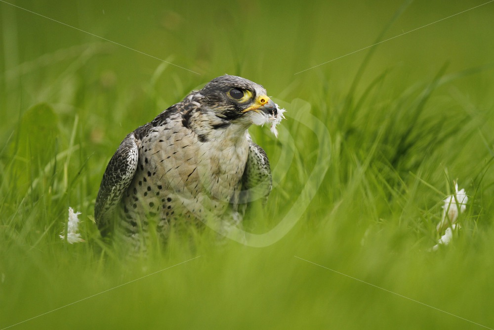 Peregrine falcon with feathers from prey - Nature Stock Photo Agency