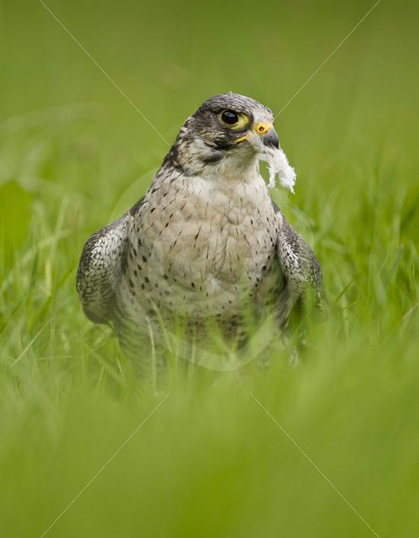 Peregrine falcon with prey in the grass - Nature Stock Photo Agency