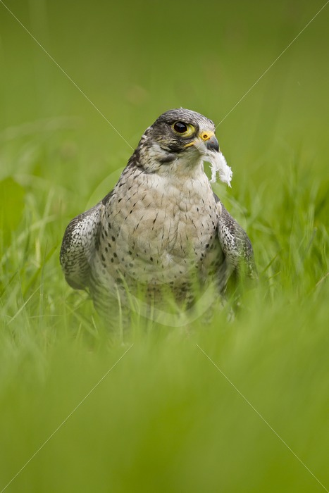 Peregrine falcon with prey in the grass - Nature Stock Photo Agency