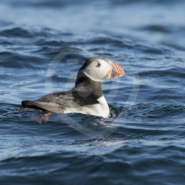 Puffin on the water - Nature Stock Photo Agency