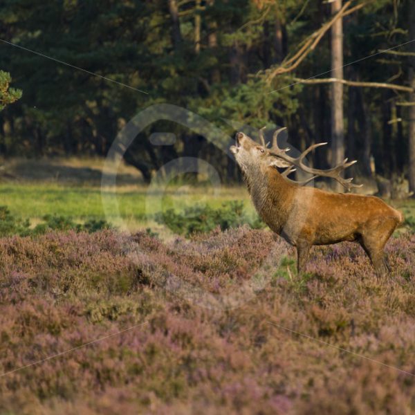 Red deer roaring - Nature Stock Photo Agency