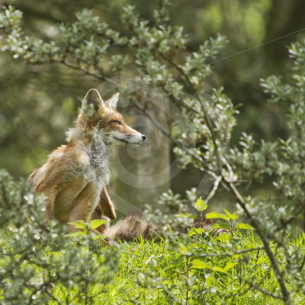 Red fox between the bushes - Nature Stock Photo Agency