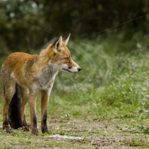 Red fox looking into direction - Nature Stock Photo Agency