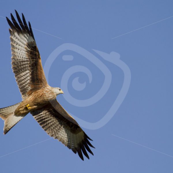 Red kite flying over - Nature Stock Photo Agency