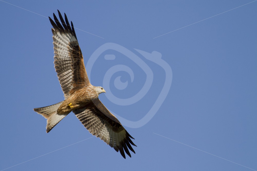 Red kite flying over - Nature Stock Photo Agency Red kite flying over - Nature Stock Photo Agency