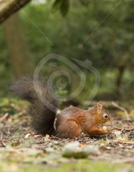 Red squirrel eating acorn - Nature Stock Photo Agency