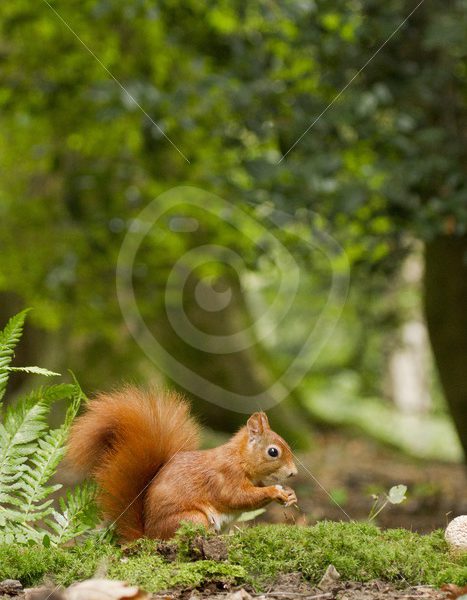 Red squirrel in the forest - Nature Stock Photo Agency