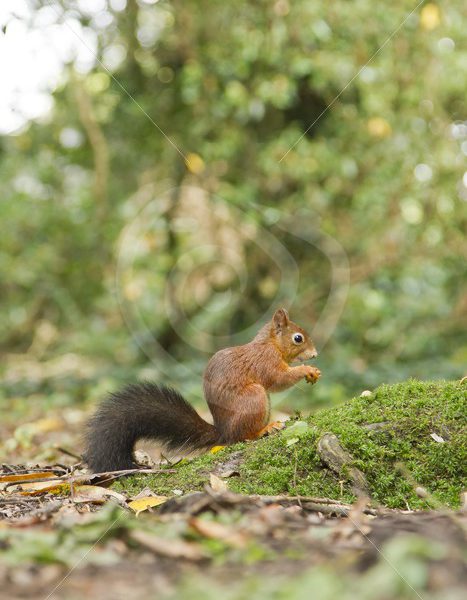 Red squirrel in the woods - Nature Stock Photo Agency