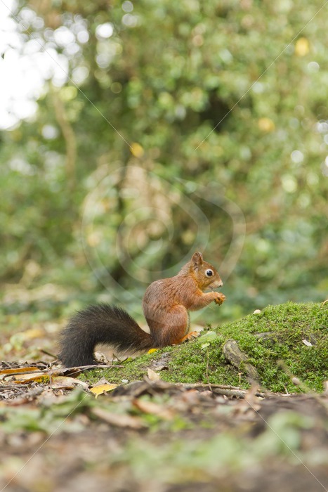 Red squirrel in the woods - Nature Stock Photo Agency