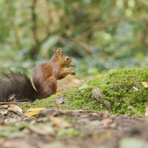 Red squirrel on moss - Nature Stock Photo Agency