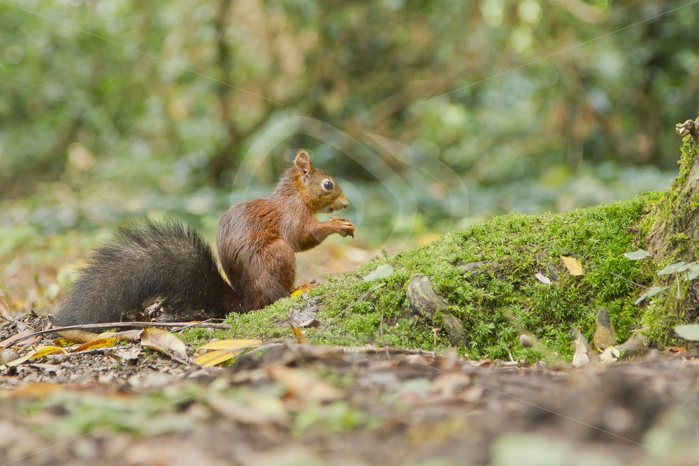 Red squirrel on moss - Nature Stock Photo Agency Red squirrel on moss - Nature Stock Photo Agency
