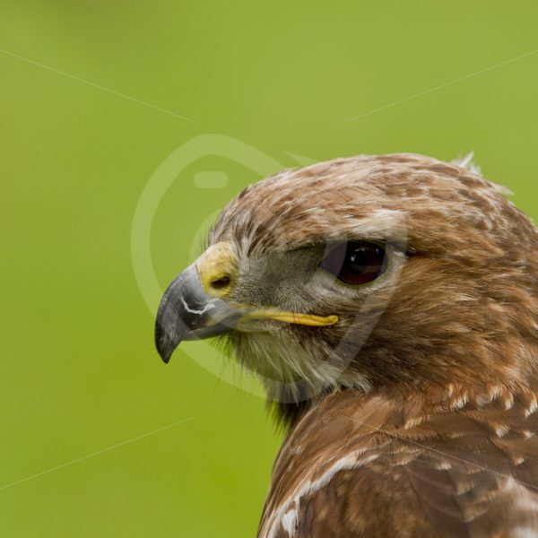 Red-tailed hawk closeup - Nature Stock Photo Agency