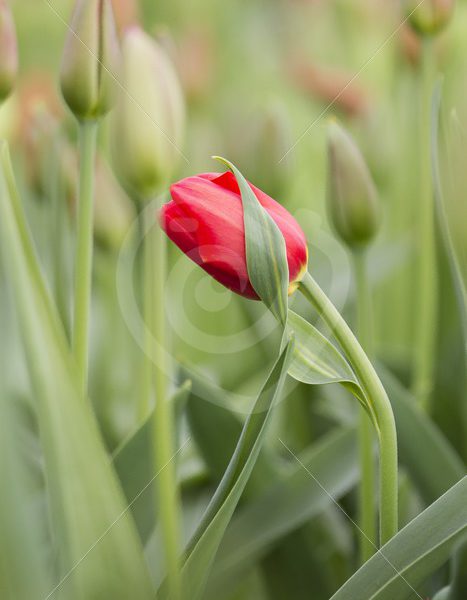 Red tulip soft focus - Nature Stock Photo Agency