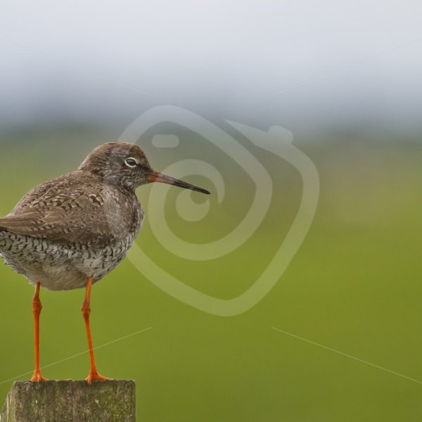 Redshank portrait on a pole - Nature Stock Photo Agency