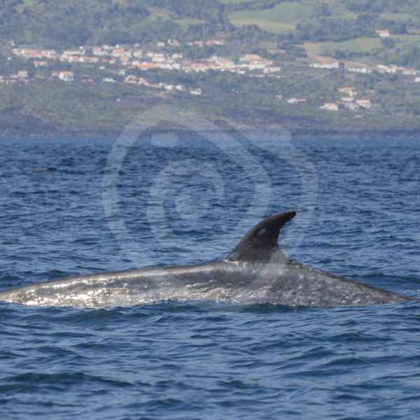 Sei whale passing by the shore of Lajos, Azores - Nature Stock Photo Agency