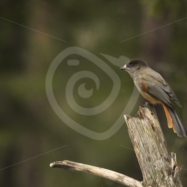 Siberian Jay in the woods - Nature Stock Photo Agency